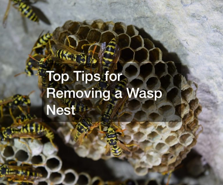 Top Tips for Removing a Wasp Nest