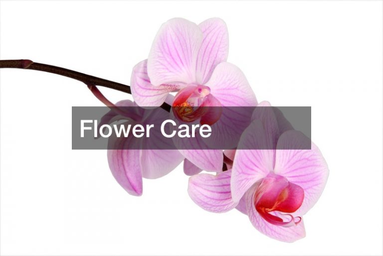 Flower Care