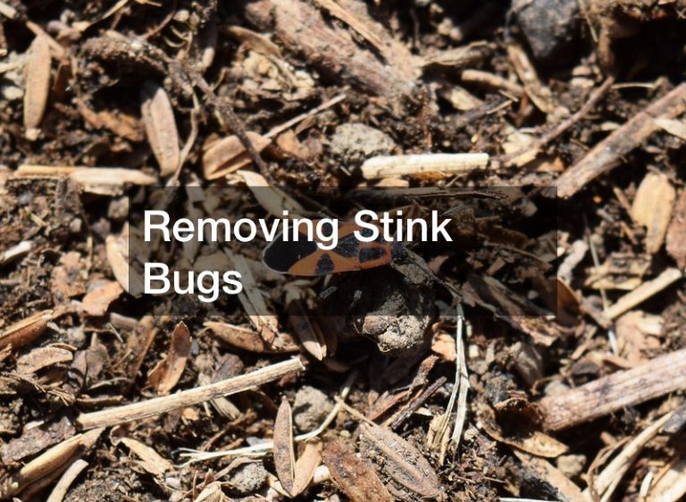Removing Stink Bugs