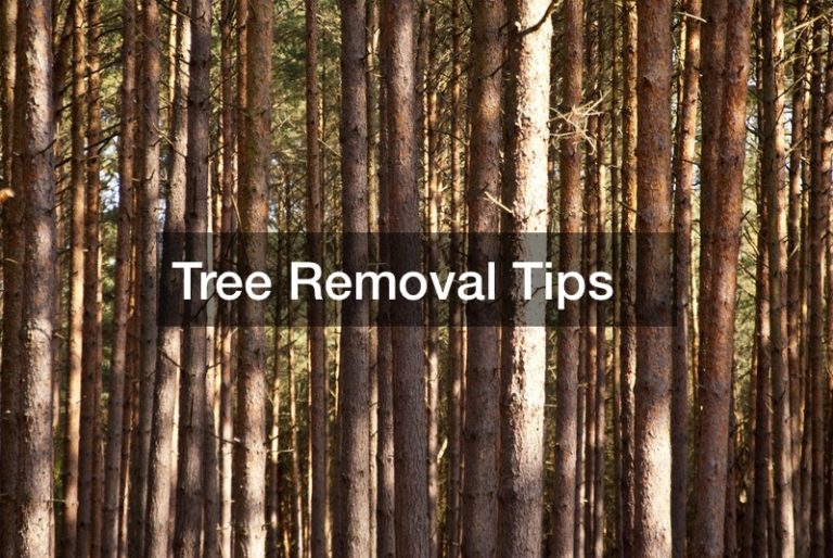 Tree Removal Tips
