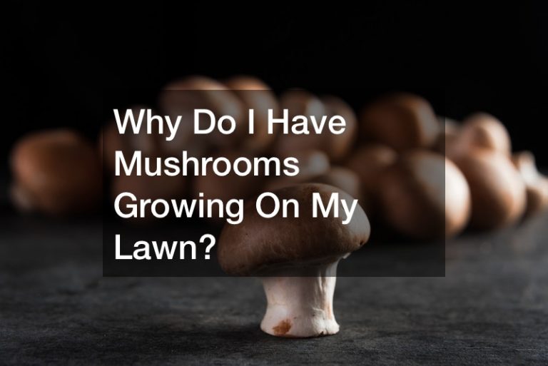 Why Do I Have Mushrooms Growing On My Lawn?
