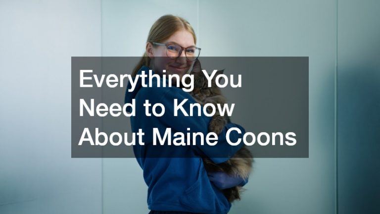 Everything You Need to Know About Maine Coons